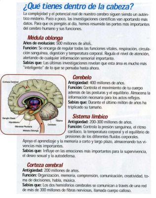 Cerebro.Partes y funciones.El cerebelo encargado del movimiento, posturas y el equilibrio del cuerpo.2.004
