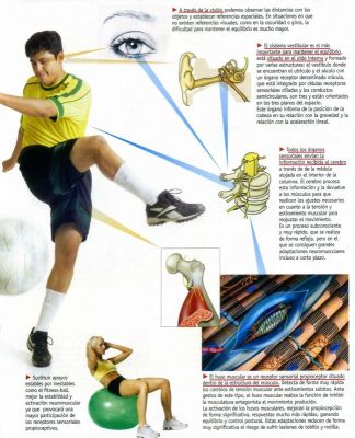 Equilibrio.Clases y su necesidad en el deporte.Sport Life 2.009
