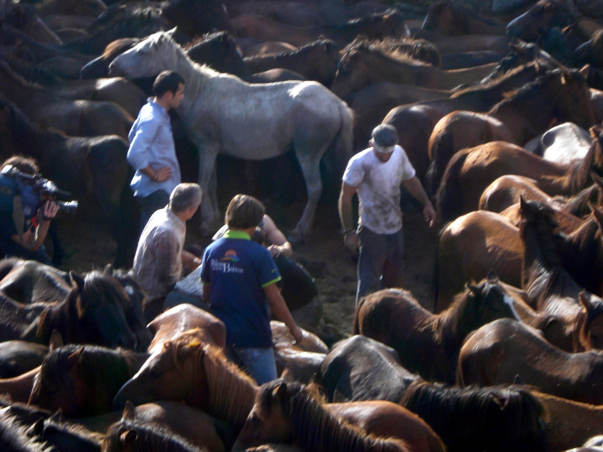 Palabras chave: sabucedo, rapa, besta, cabalos