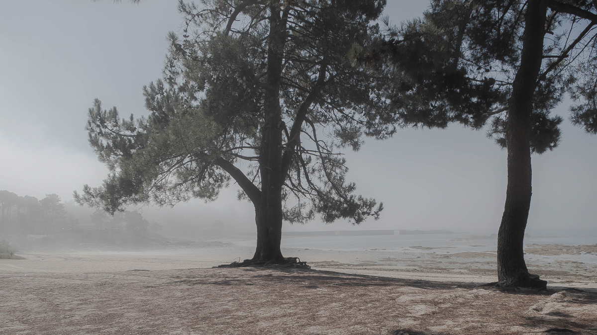 Palabras chave: vilanova, terron, rias baixas, arousa