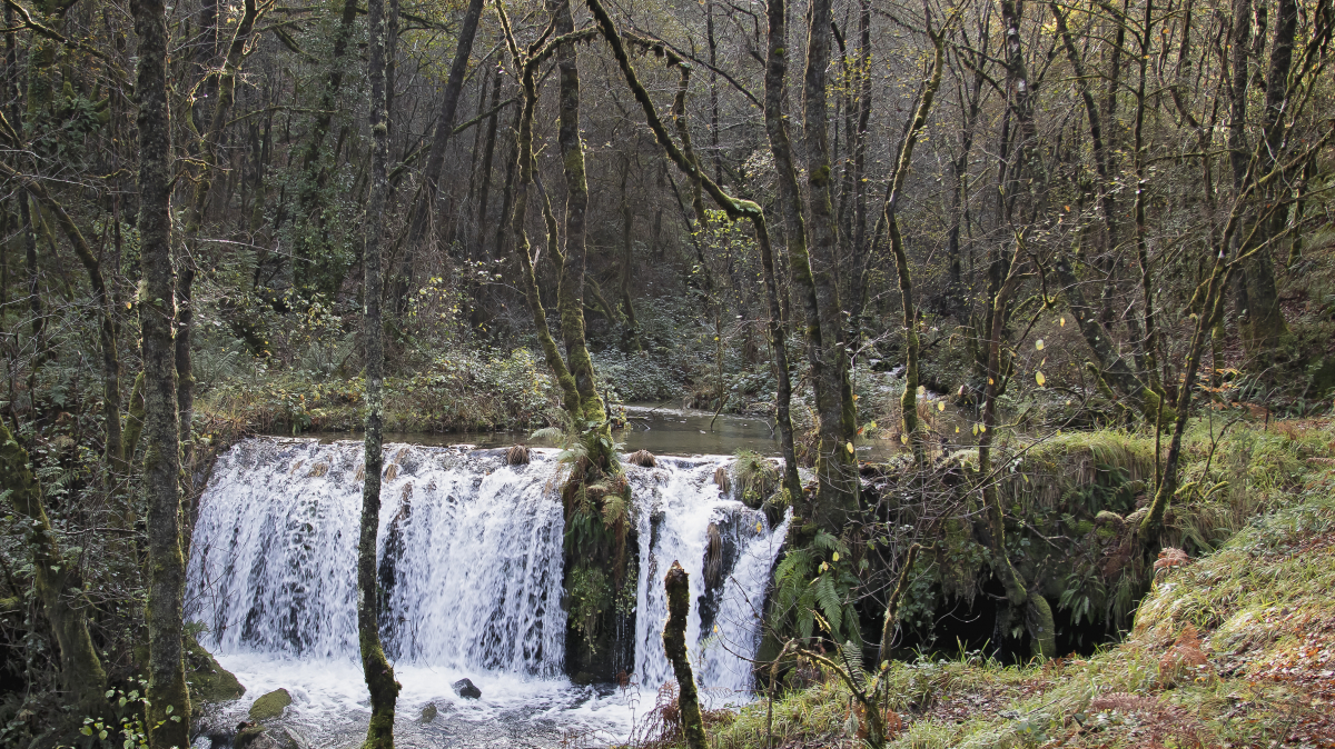 Palabras chave: cascada, fervenza, codeseda