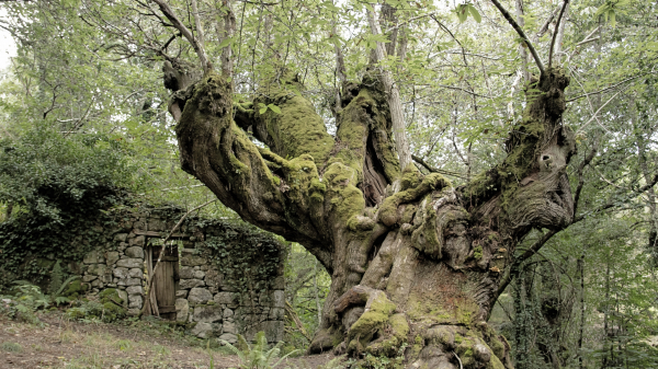 Palabras chave: parada do si,ribeira sacra