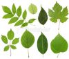 istockphoto_3751202-leaves-collection.jpg