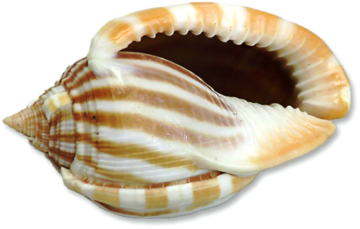 shell