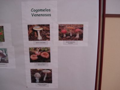 Venenosas
