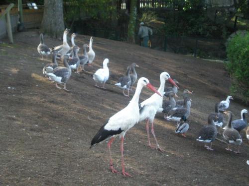 Zoo de Vigo