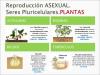 AS PLANTAS: REPRODUCCIÓN ASEXUAL