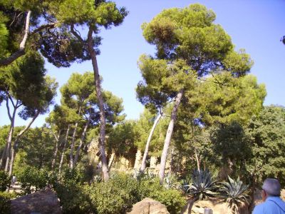 Bosque Mediterráneo, Parque Güell (Barcelona)
