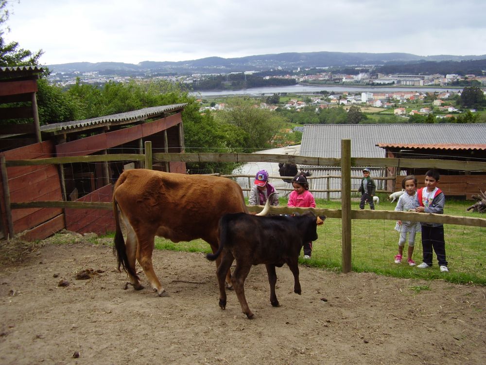 dando de comer ás vacas
