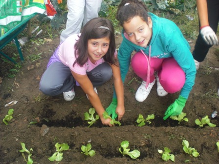 plantamos leitugas