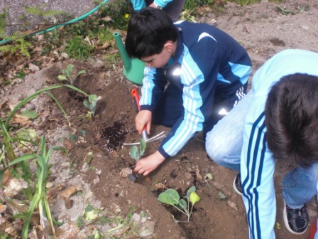 plantando repolos