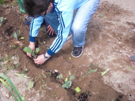 plantando repolos