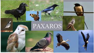 paxaros de Galicia