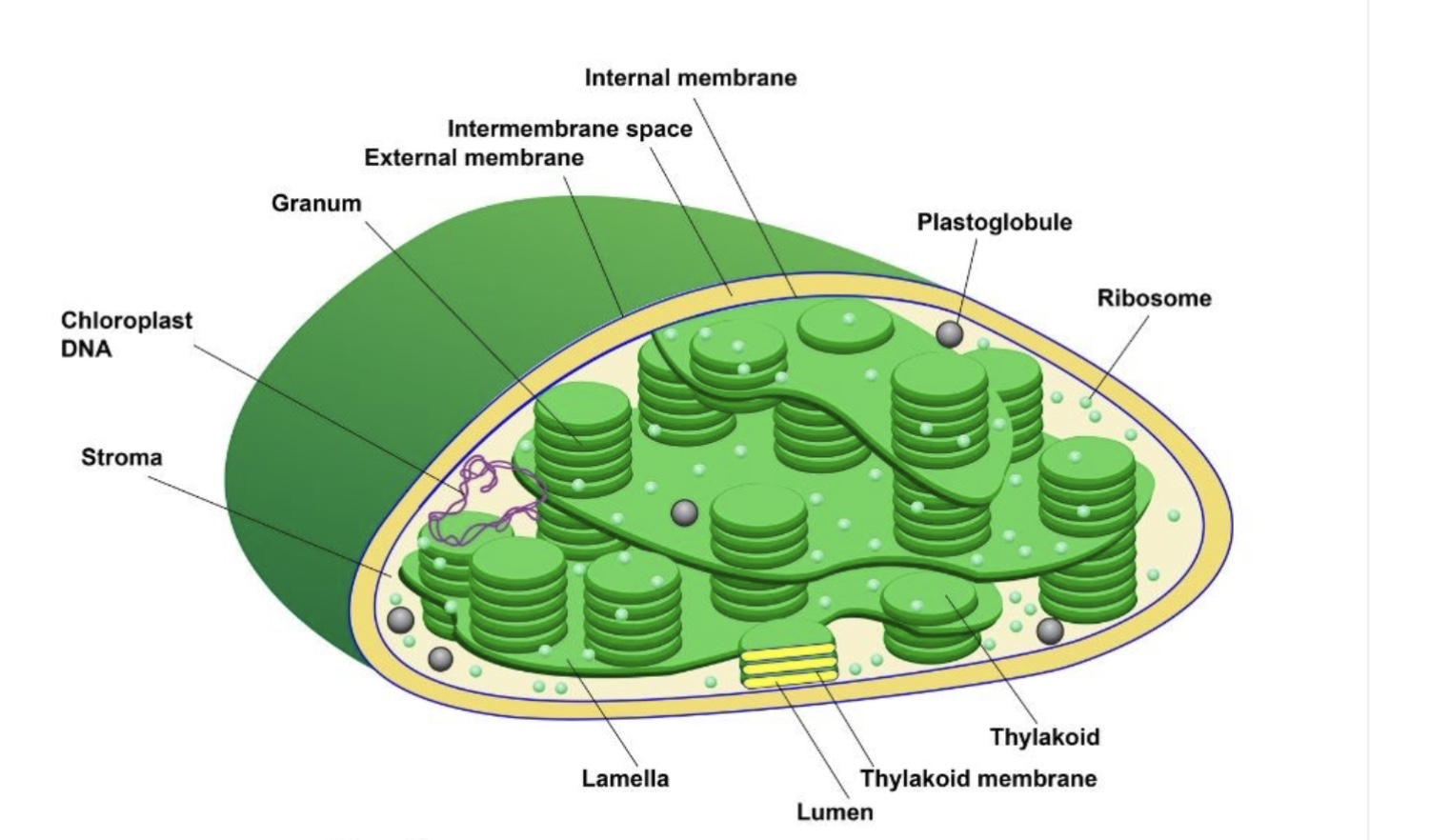 CLOROPLASTO