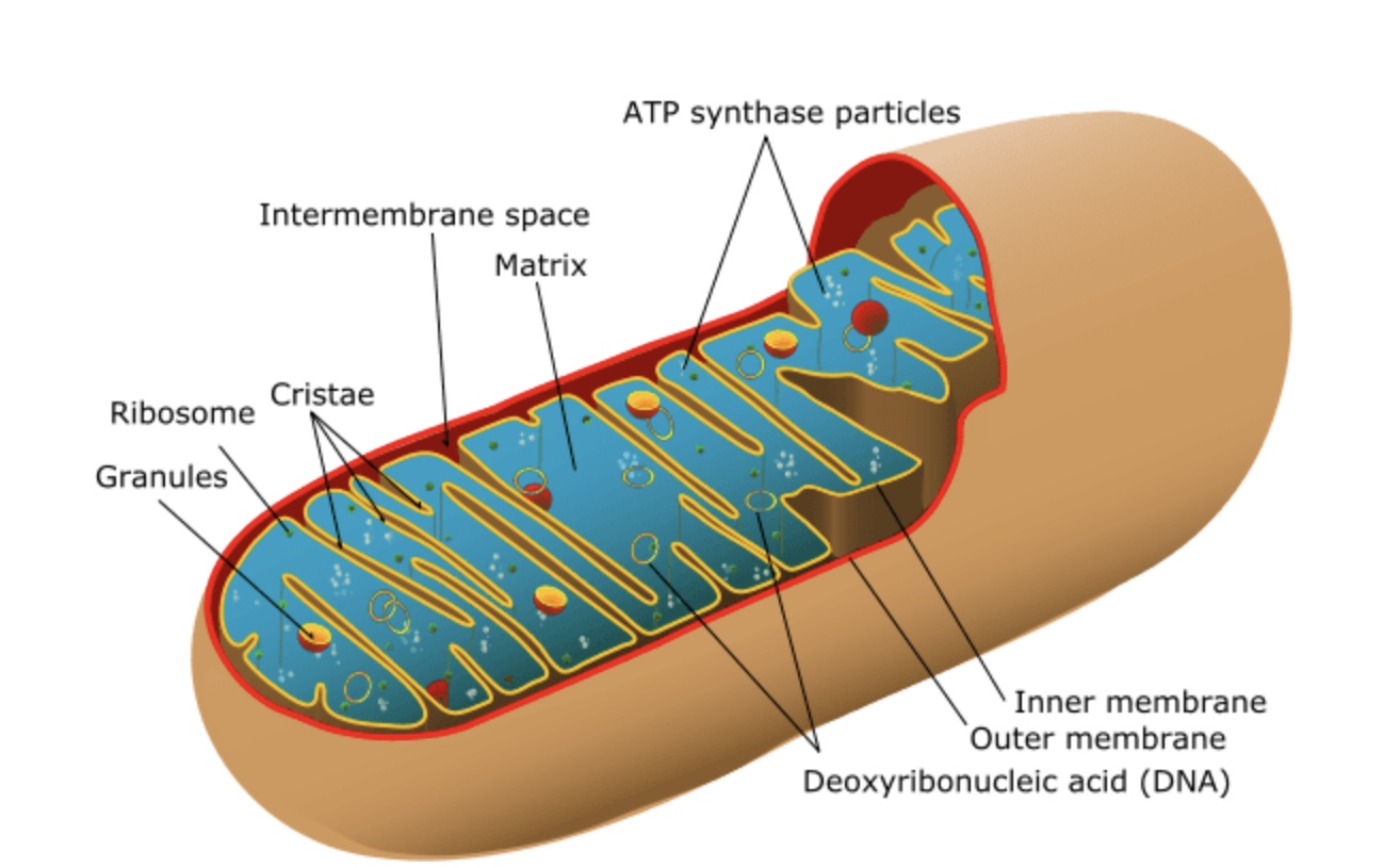 Mitocondria