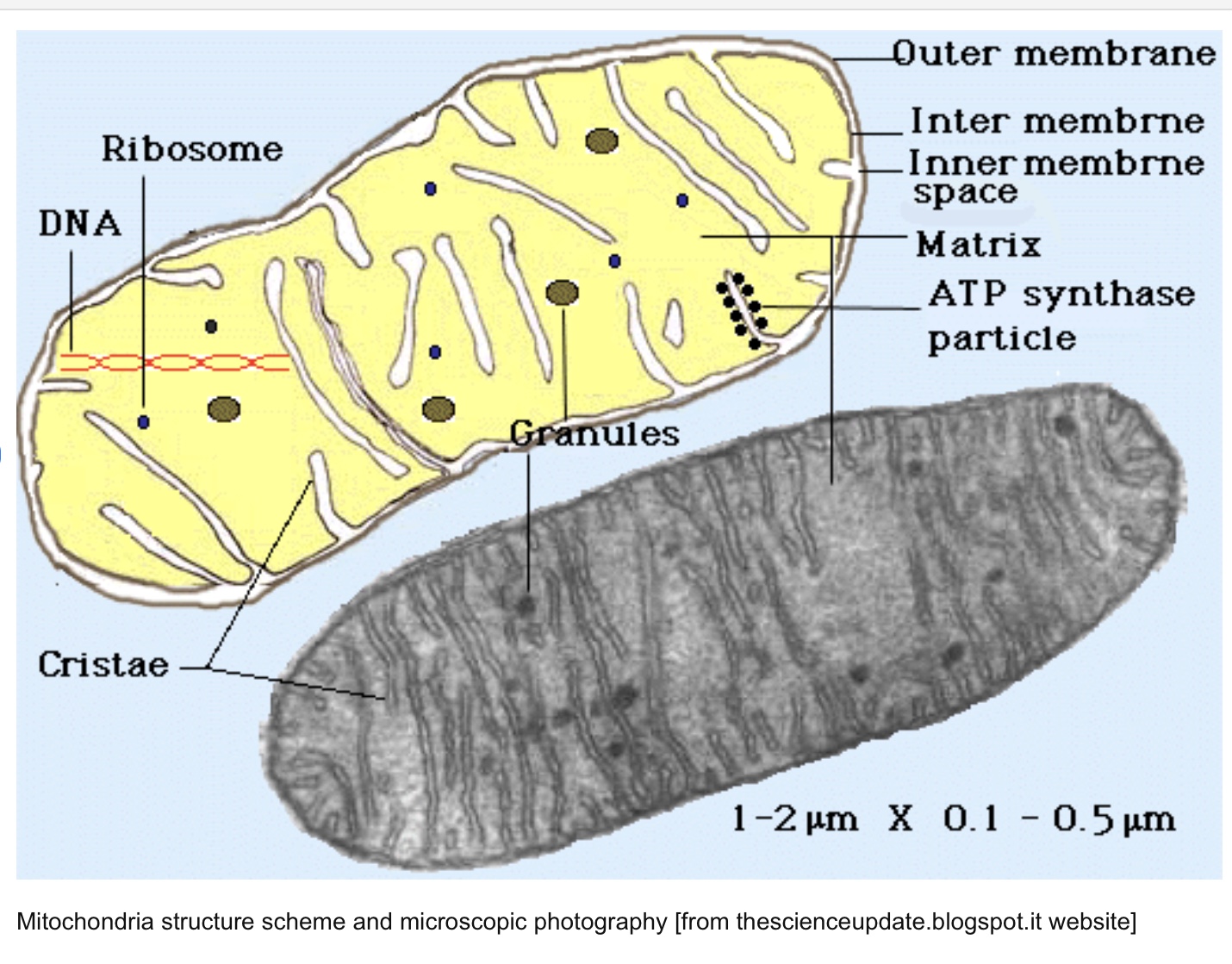 MITOCONDRIAS