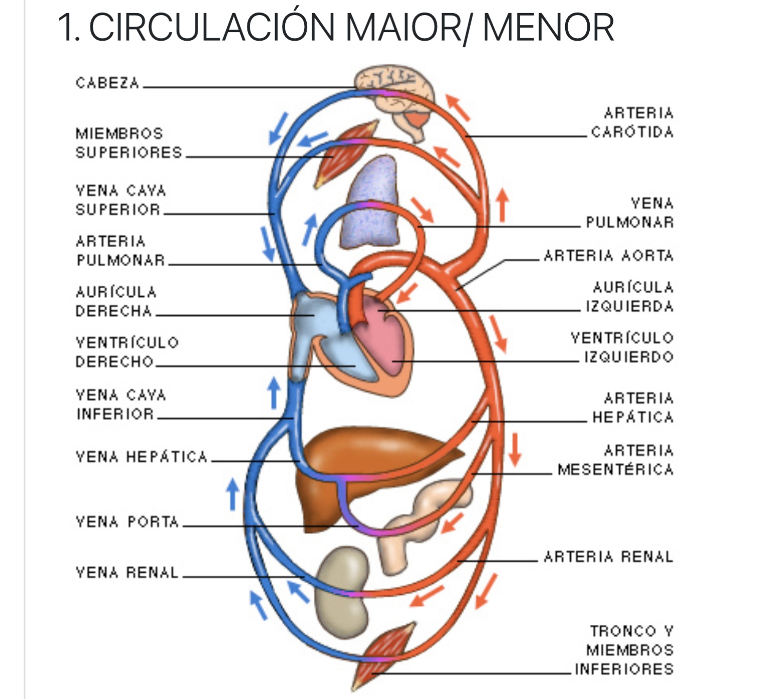 CIRCULACIÓN MAIOR/ MENOR