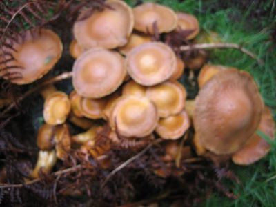 Polo tanto os fungos son "descompoñedores", transforman os restos de seres vivos en materia inorgánica, útil para as plantas.
