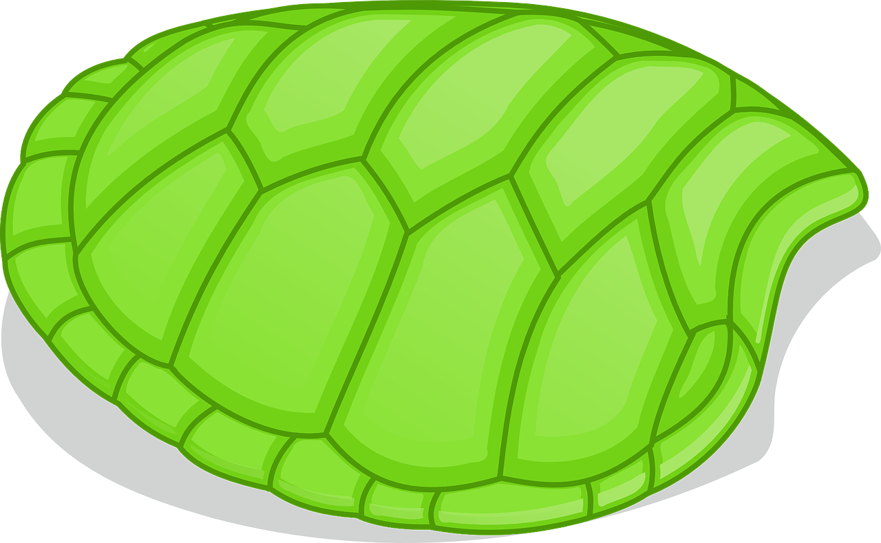 Dibujo del caparazón de una tortuga.