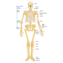 https://es.wikipedia.org/wiki/Archivo:Human_skeleton_front_es.svg