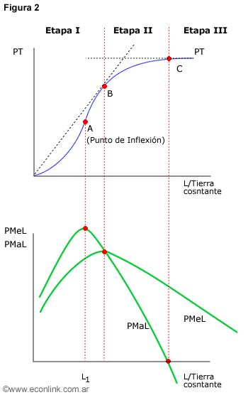 Gráficas de producto total, medio y marginal