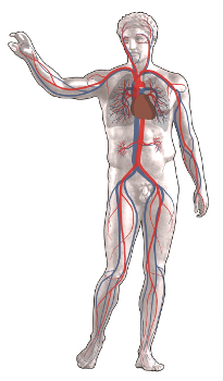 sistema cardiopulmonar