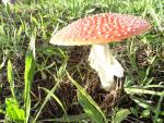 Amanita muscaria