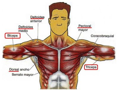 1 Musculos.Pecho.2.005
