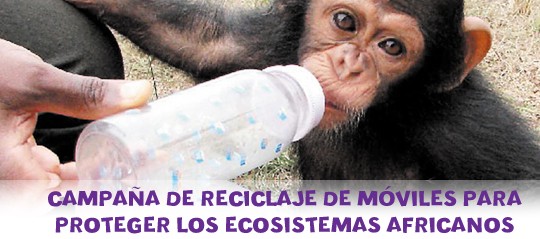 apadrina un chimpancé