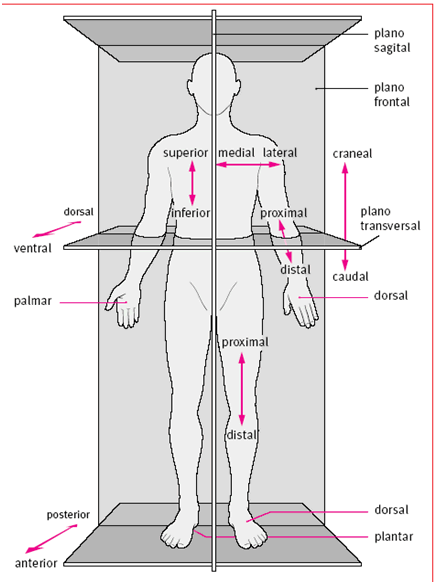 Planos del cuerpo humano