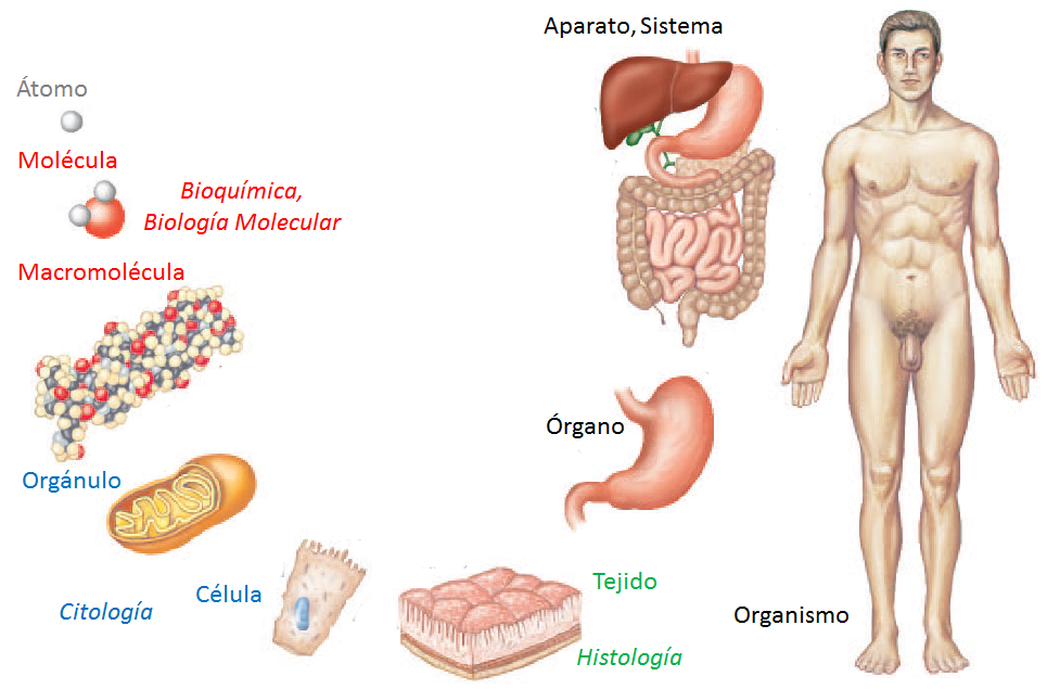 Niveles de organización ser humano