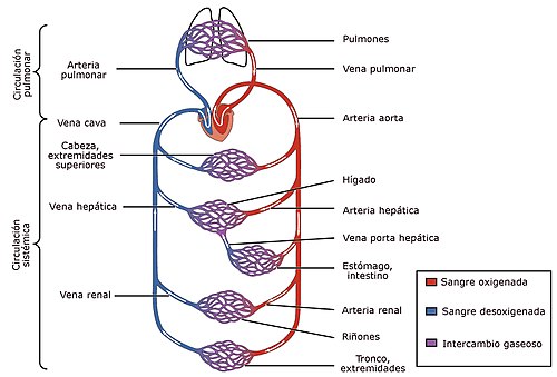 Sistema Circulaorio